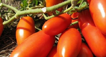 Popis odrůdy trumfových rajčat, vlastnosti pěstování a péče